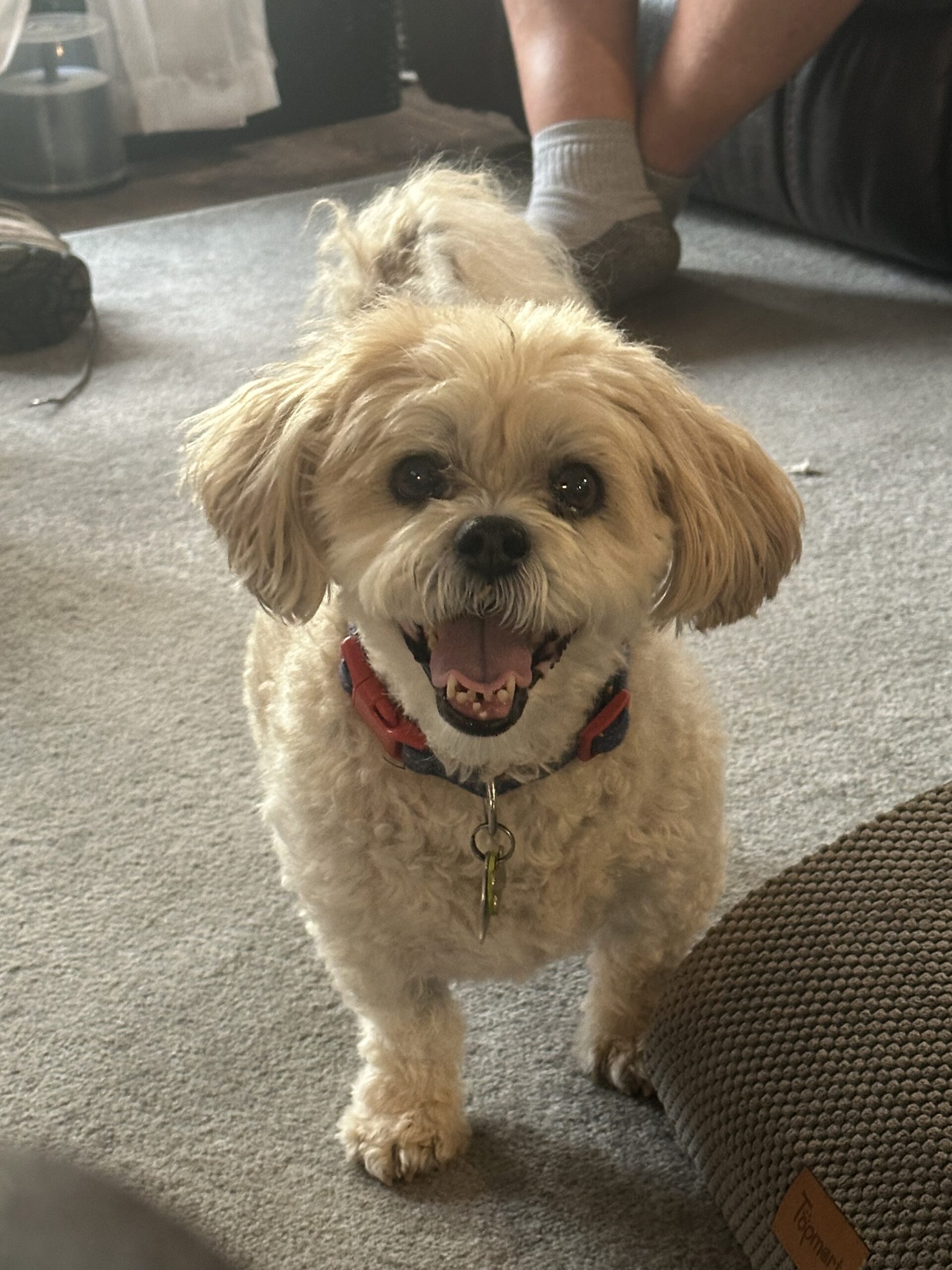 Happy Finn